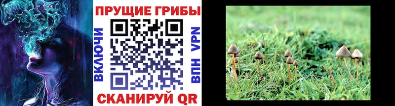 цена   Люберцы  кракен зеркало  Псилоцибиновые грибы прущие грибы 